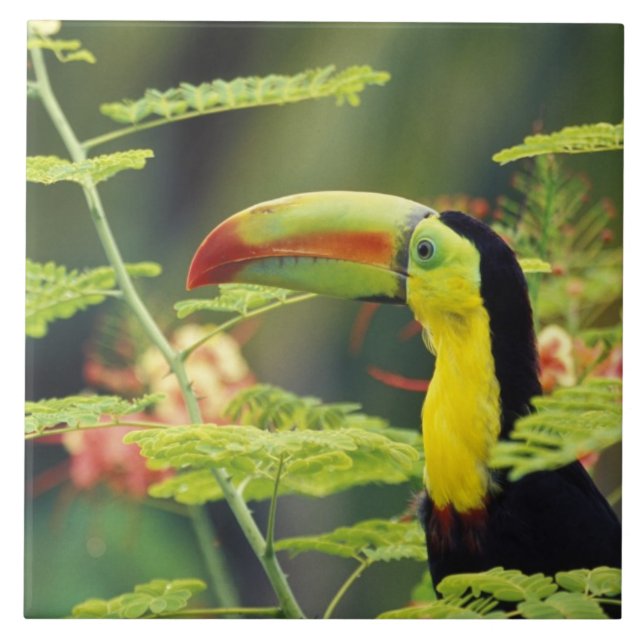 América Central, Honduras. Tucano-bico-de-querer (Frente)