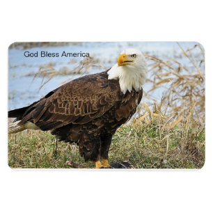 "América Deus abençoe" Bald Eagle em flex. ímã 4x6