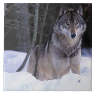América do Norte, Canadá, Canadá Oriental, Lobo ci