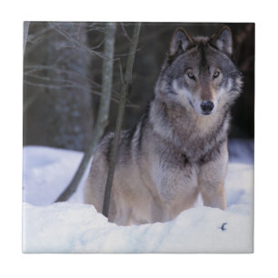 América do Norte, Canadá, Canadá Oriental, Lobo ci