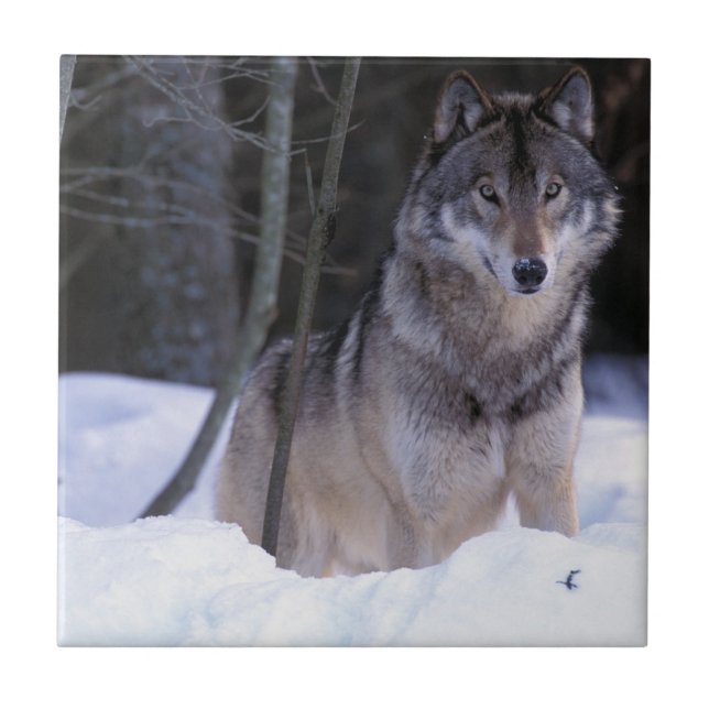 América do Norte, Canadá, Canadá Oriental, lobo-Ci (Frente)