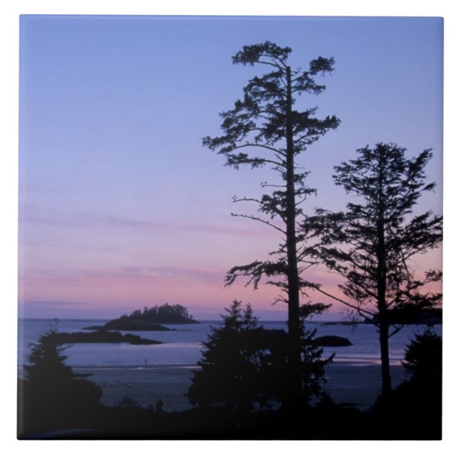 América do Norte, Canadá, ilha de Vancouver, árvor (Frente)