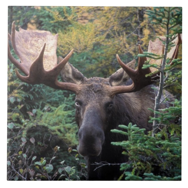 América do Norte, Canadá, Nova Escócia, Cabo Bretã (Frente)