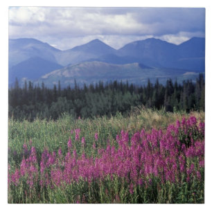 América do Norte, Canadá, Yukon. Flora de fogo flo