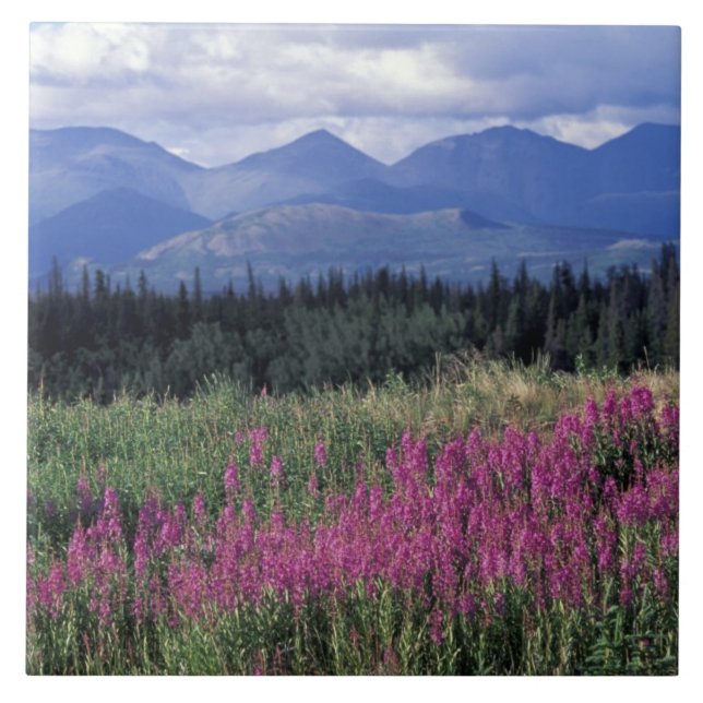América do Norte, Canadá, Yukon. Flora de fogo flo (Frente)
