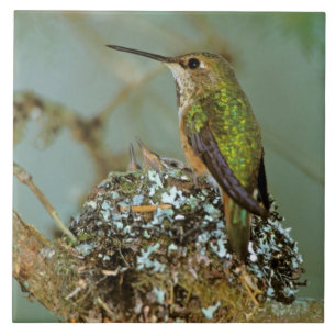 América do Norte, EUA, Alasca. Beija-flor-ruivo