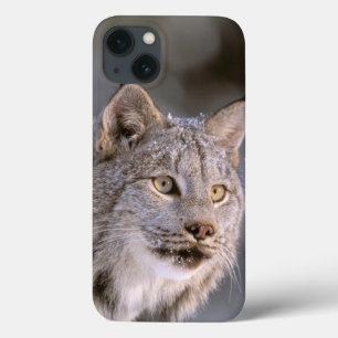 América do Norte, EUA, Alasca, Haines. Lince (Feli