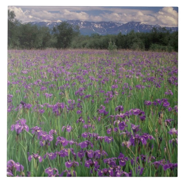 América do Norte, EUA, Alaska, Anchorage, Eklutna (Frente)