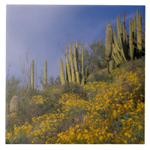 América do Norte, EUA, Arizona, Cacto de Órgão