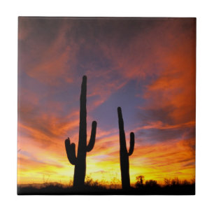 América do Norte, EUA, Arizona, Deserto de Sonora
