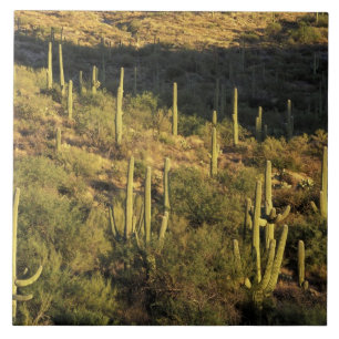 América do Norte, EUA, Arizona, Deserto de Sonora