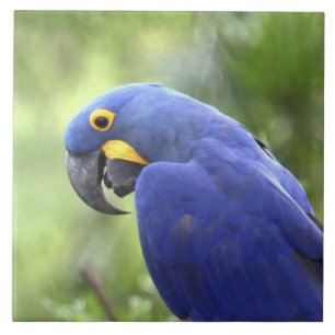 América do Sul, Brasil, Pantanal