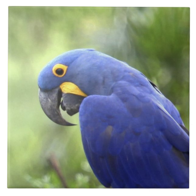 América do Sul, Brasil, Pantanal (Frente)
