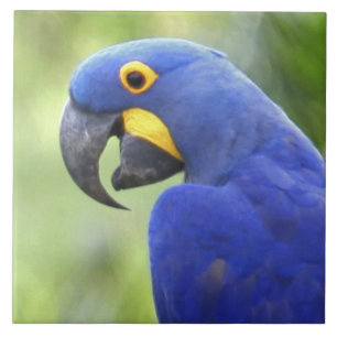 América do Sul, Brasil, Pantanal