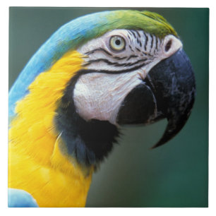 América do Sul, Brasil, Parque Nacional do Iguaçu,