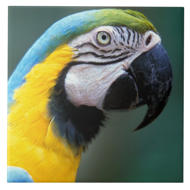 América do Sul, Brasil, Parque Nacional Iguacu, (Frente)