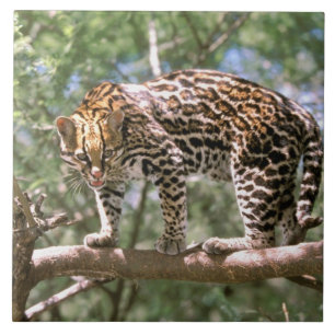 América do Sul, Equador, Amazônia. Ocelote