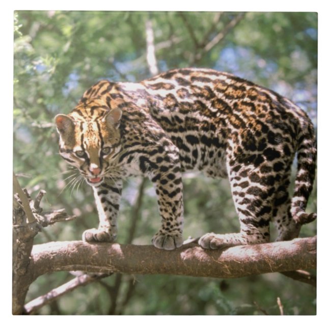 América do Sul, Equador, Amazônia. Ocelote (Frente)
