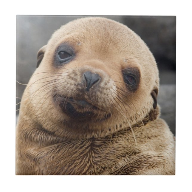 América do Sul, Equador, Ilhas Galápagos (Frente)