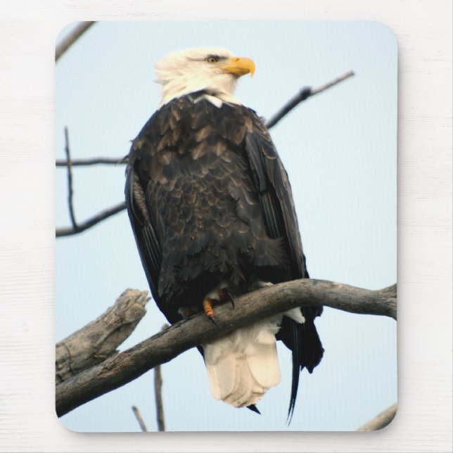 American Bald Eagle Mousepad (Frente)