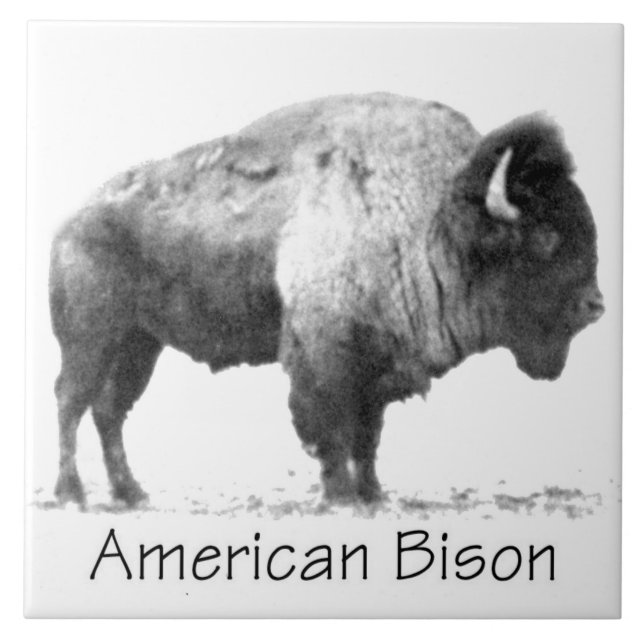 American Bison (Frente)