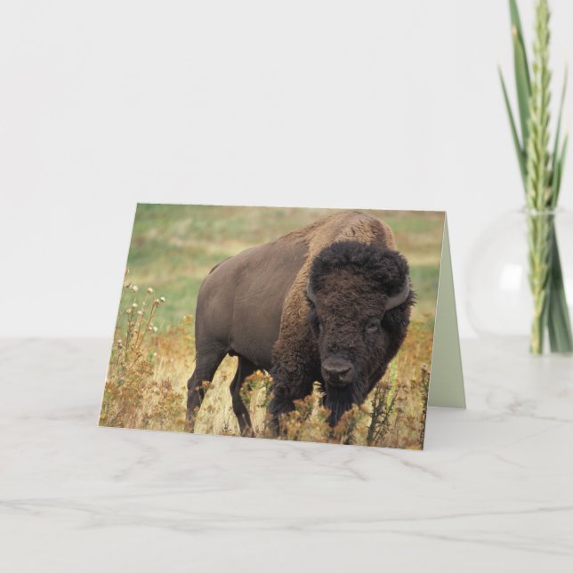 American Bison / Cartão de Aniversário de Buffalo (Frente)