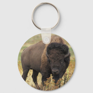 American Bison Chaveiro