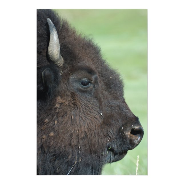 American Bison Up Close - Wildlife Fotografia (Frente)