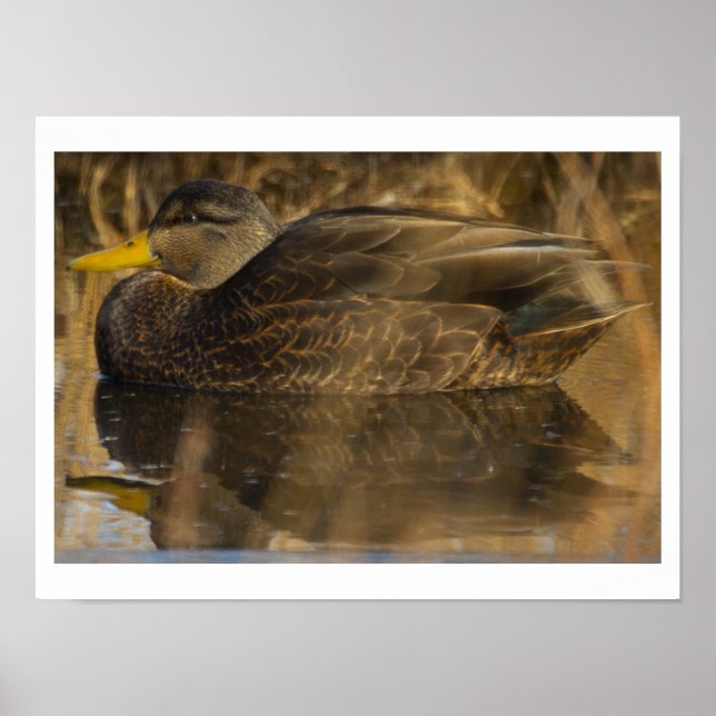 American Black Duck Poster (Frente)