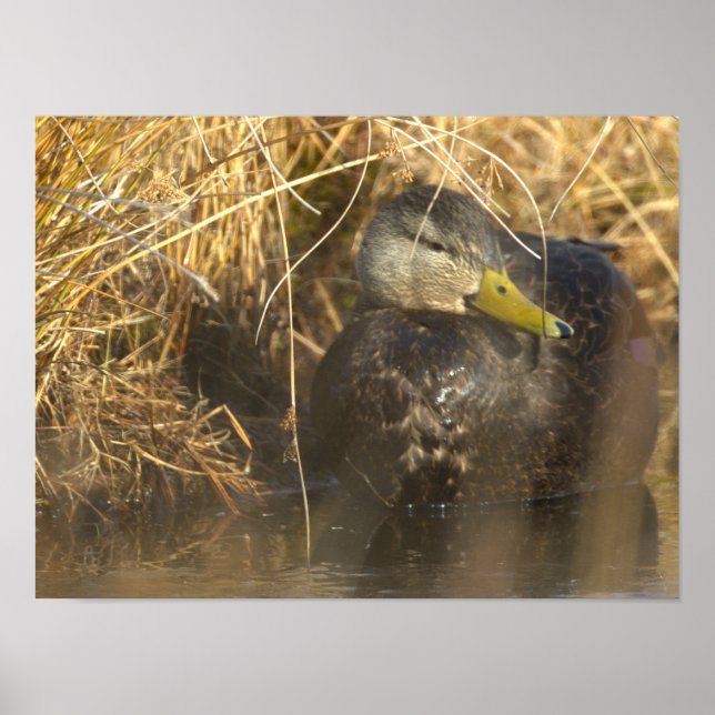 American Black Duck Poster (Frente)