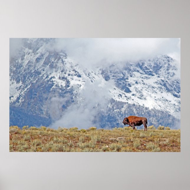 American Buffalo High no Poster Tetons (Frente)