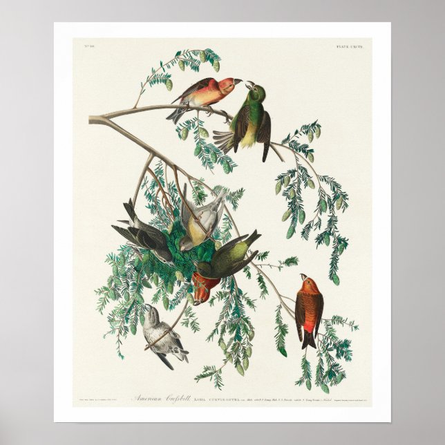 American Crossbill por Poster de Audubon (Frente)