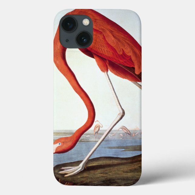 American Flamingo (Verso)