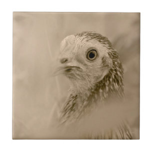 American Game Hen