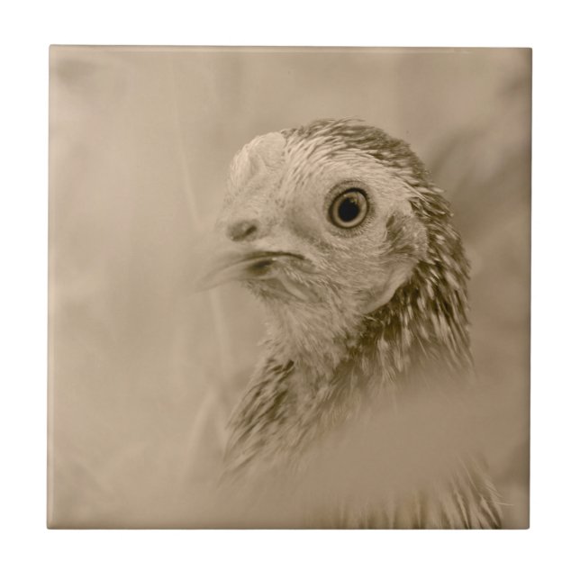 American Game Hen (Frente)