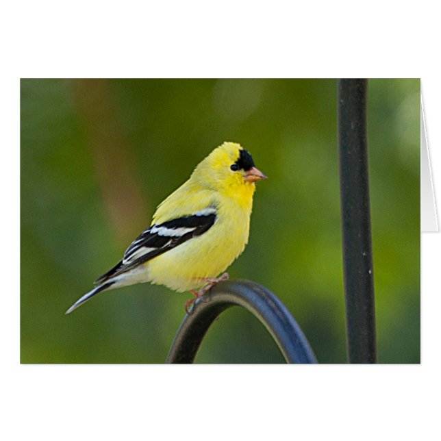 American Goldfinch - Cartão de Arte Frameável (Frente Horizontal)