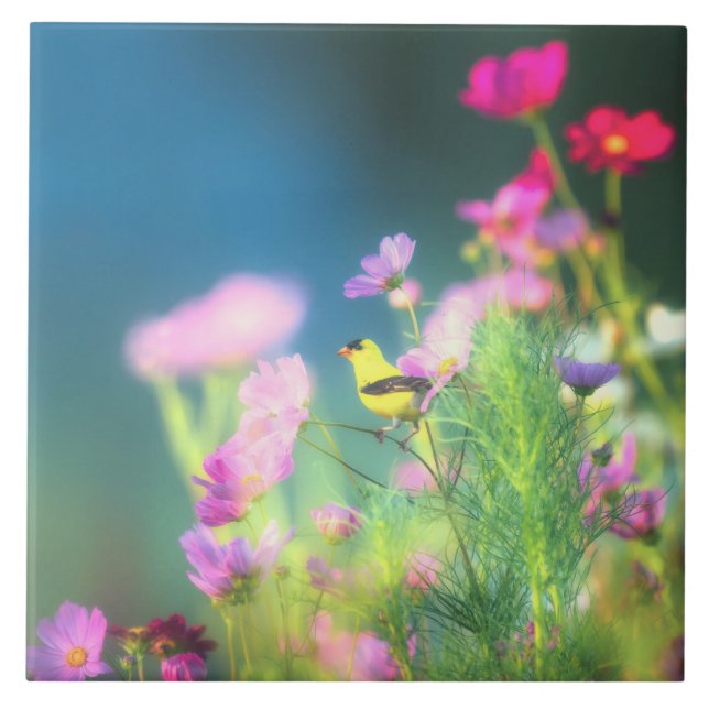 American Goldfinch e Coreopsis (Frente)