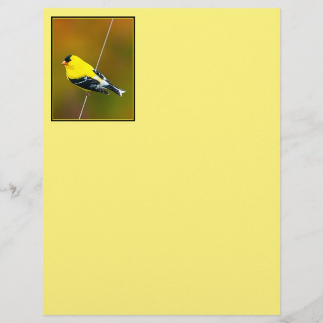 American Goldfinch - Fotografia original (Frente)