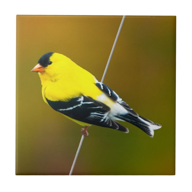 American Goldfinch - Fotografia original (Frente)