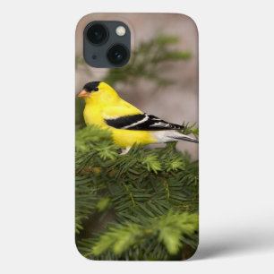 American Goldfinch male in a tree