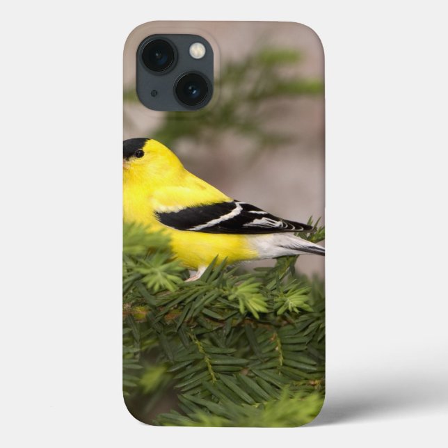 American Goldfinch male in a tree (Verso)