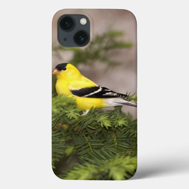 American Goldfinch male in a tree (Verso)