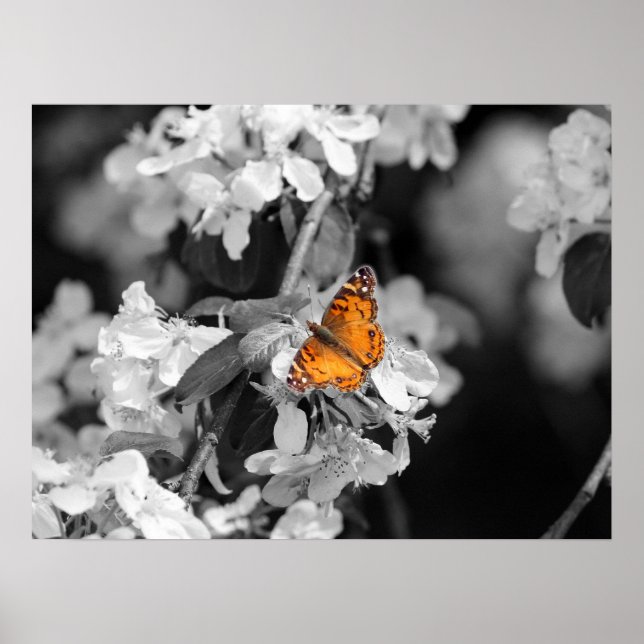 American Lady Butterfly Na Poster De Flor (Frente)