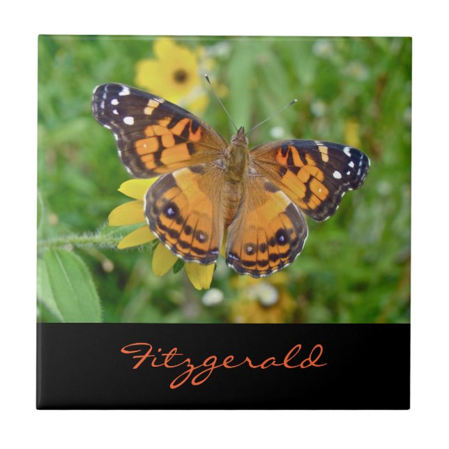 American Lady Butterfly - Vanessa virginiensis (Frente)