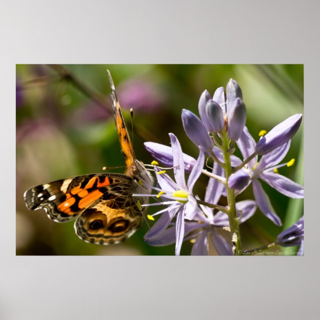 American Lady Butterfly Wild Hyacinth Poster (Frente)