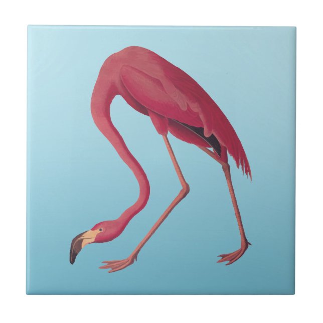 American Pink Flamingo Vintage Art (Frente)