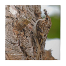 American Treecreeper com Inseto