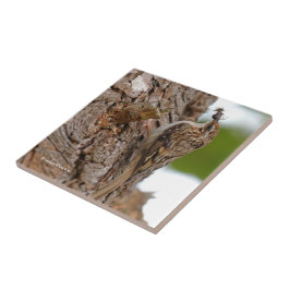 American Treecreeper com Inseto