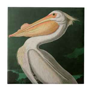 American White Pelican Birds of America Audubon