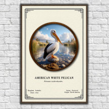 American White Pelican Zoology Series Poster